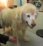 Sientje,golden van 13jr, heeft last van haar gewrichten. Ze staat moeilijk op,loopt trager. Acupunctuur helpt.
